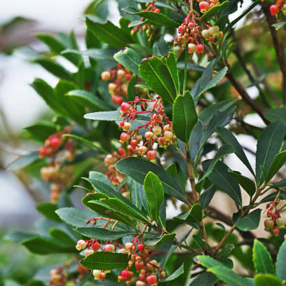 Clove Leaf Oil E730
